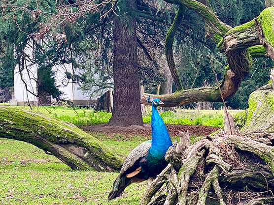 Pavo real entre árboles y musgo en la estancia