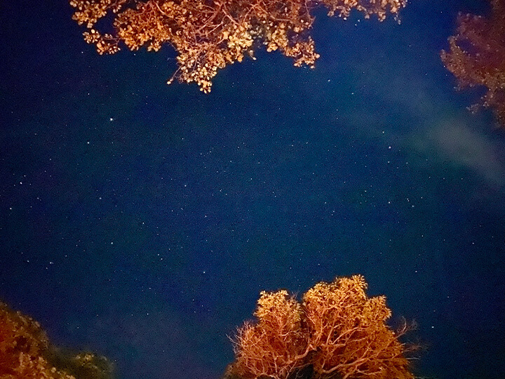 Estancia Las Vertientes – fauna